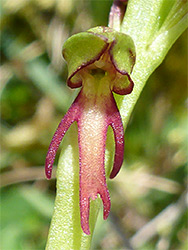 Orchis anthropophora