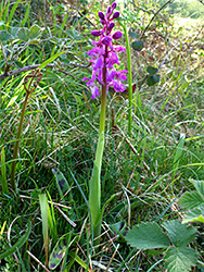 Stem and flowers