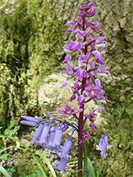 Orchid and bluebell