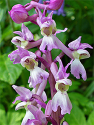 Pink and white flowers