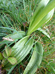 Basal leaves