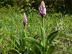 Two flowering stems