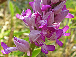 Pink flowers