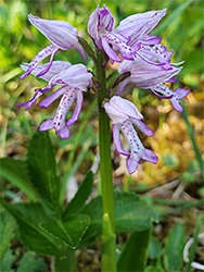 Military orchid flower cluster