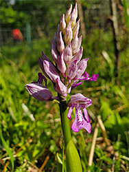 Developing inflorescence