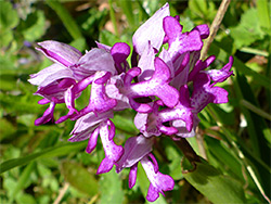 Military orchid flower cluster
