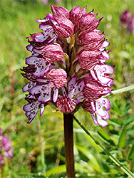 Dense flower cluster