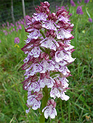 Elongated inflorescence