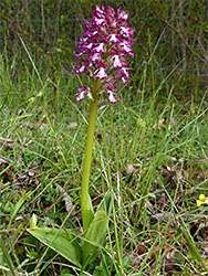Lady orchid - stem