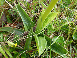 Basal leaves