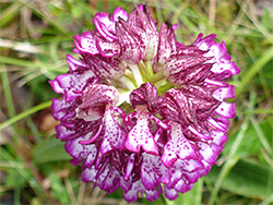 Top of a flower cluster