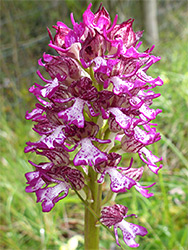 Dense flower spike