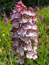 Inflorescence