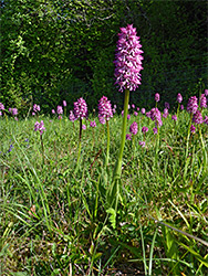 Many flowering stems