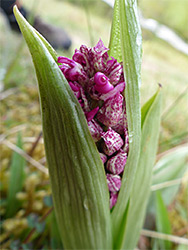 Developing inflorescence