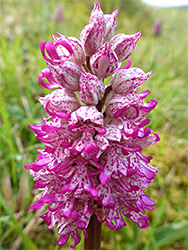 Dense flower spike