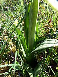 Basal leaves