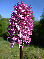 Dense flower cluster