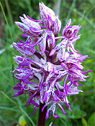 Purple-spotted petals