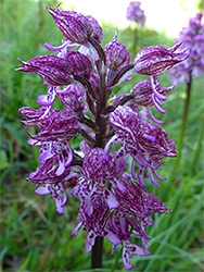 Purple hoods