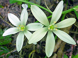 Ornithogalum umbellatum