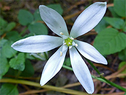 Different-length petals