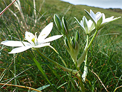 Buds and flowers