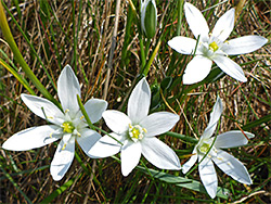 Group of flowers