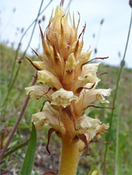 Light brown inflorescence