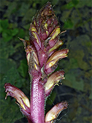 Developing inflorescence