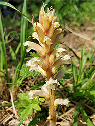 Downy inflorescence