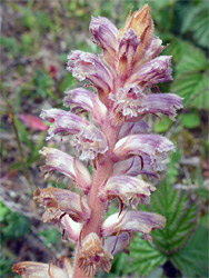 Orobanche minor