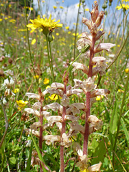 Three stems