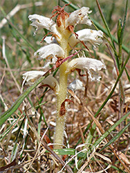 Lesser broomrape