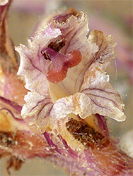 Common broomrape