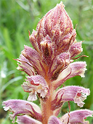 Top of the inflorescence