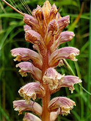 Downy inflorescence