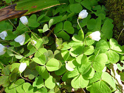 Flowers and leaves