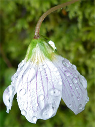 Pendant flower