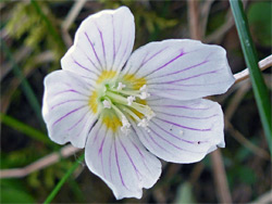 Oxalis acetosella