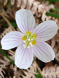 Purple-veined petals