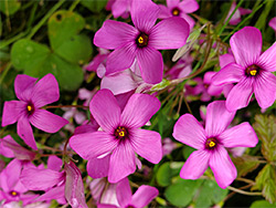 Pink petals