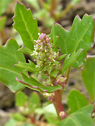 Red-margined leaves