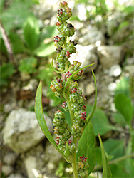 Red and green flowers