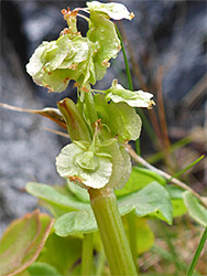 Pendent flowers