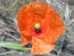 Papaver dubium