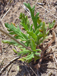 Basal leaves