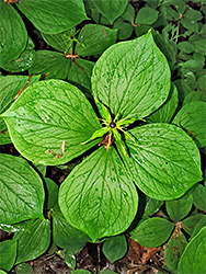 Leaves and flower