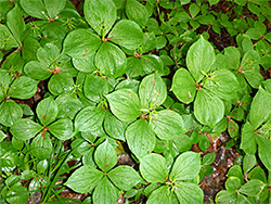 Group of plants