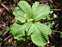 Flower and leaves